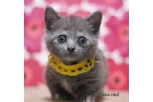 成約済の東京都のマンチカン(短足)-70802の2枚目